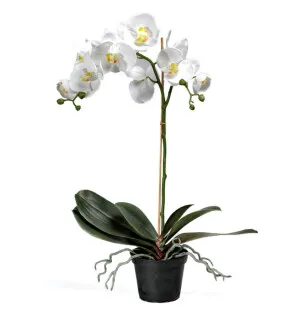 Orkidé i kruka vit, ca 60cm image
