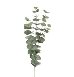 Eucalyptus 60cm image