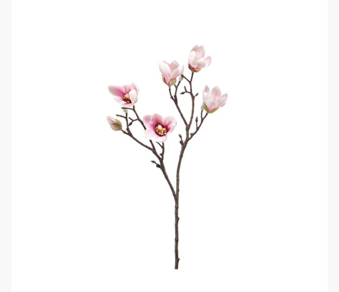 Magnoliakvist 65cm image