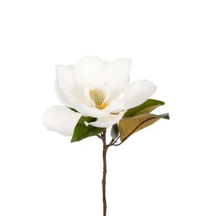 Magnolia, 50 cm image