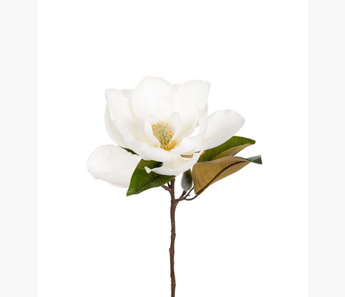 Magnolia 50 cm image