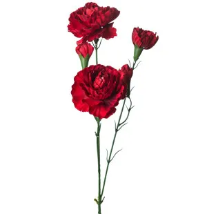 Elegance nejlika röd, 65cm image