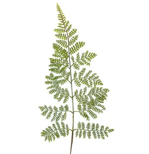Ormbunksblad, 60 cm image