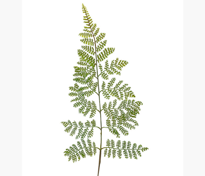 Ormbuknsblad 60cm image