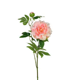 Pion, rosa, 35 cm image
