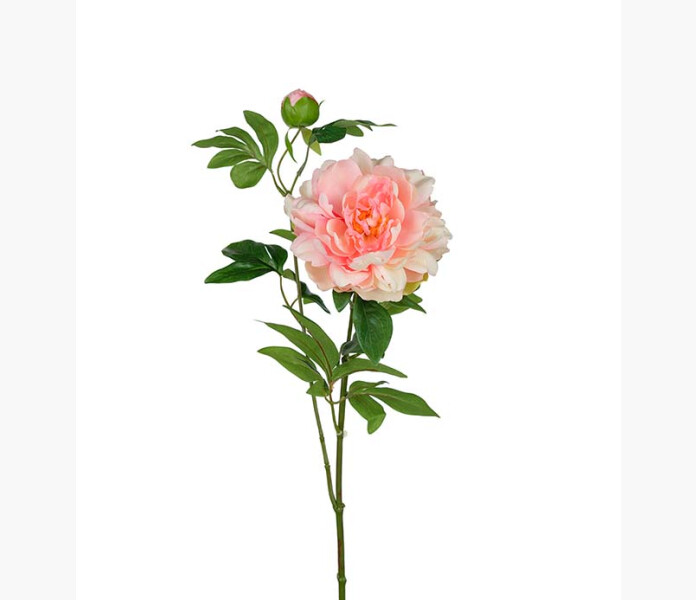 Pion rosa 35 cm kuva