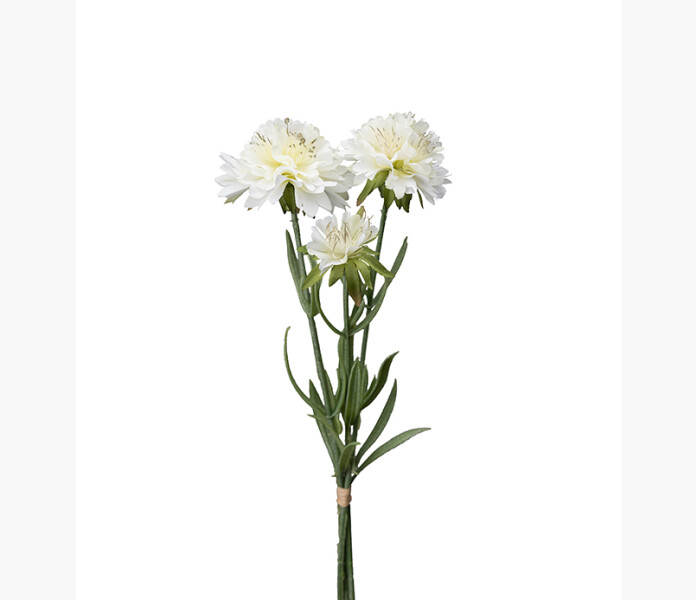 Scabiosa bunt Vit 30cm kuva