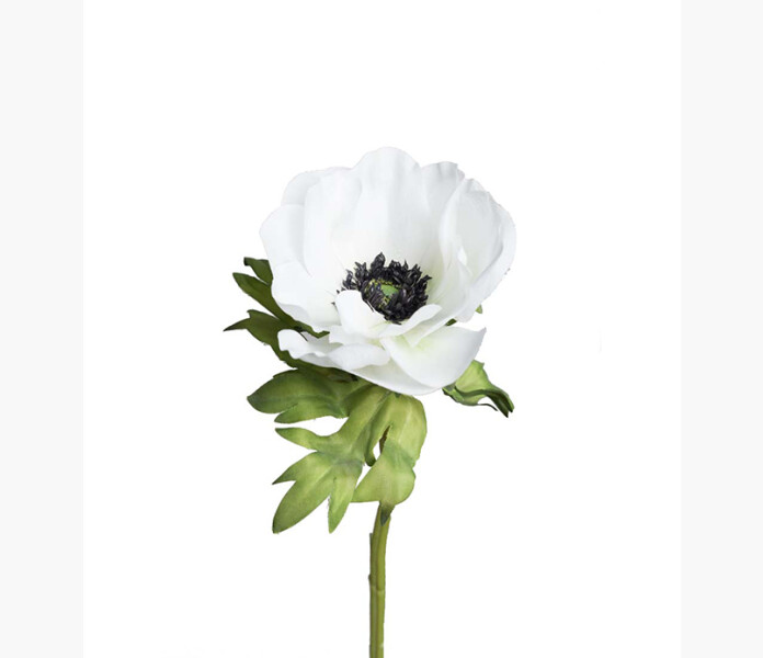 Anemon vit 43cm kuva