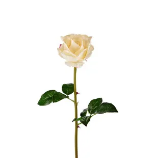 Ros vit, 65 cm image