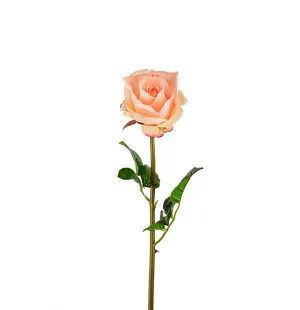 Ros aprikos, 65 cm image