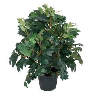 Cissus image