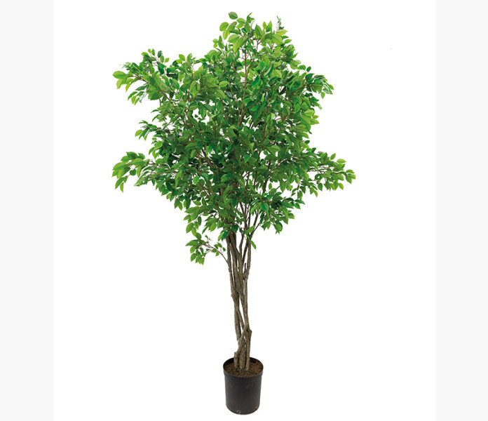 Fikus Benjamin image