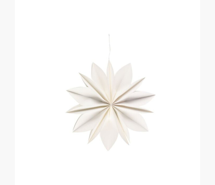 Winteria Pappersblomma vit 45cm kuva