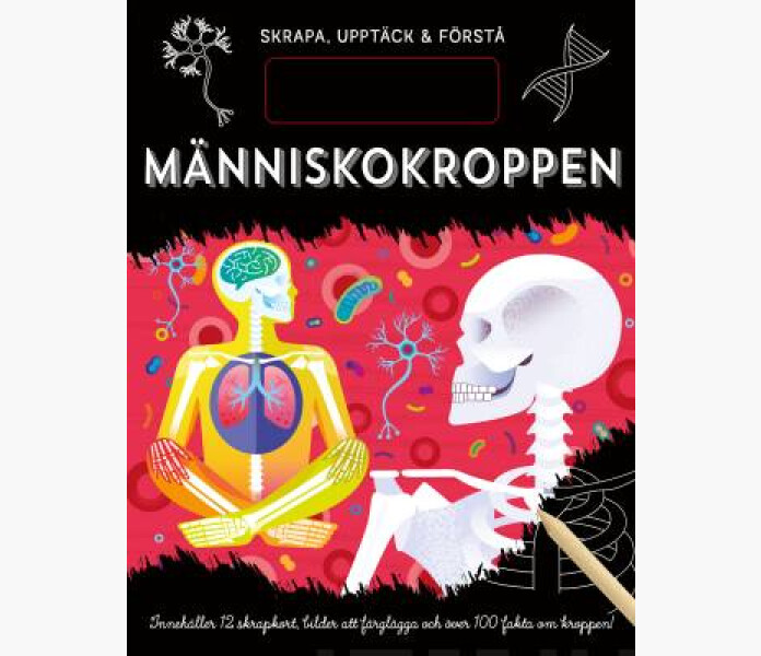 Manniskokroppen kuva