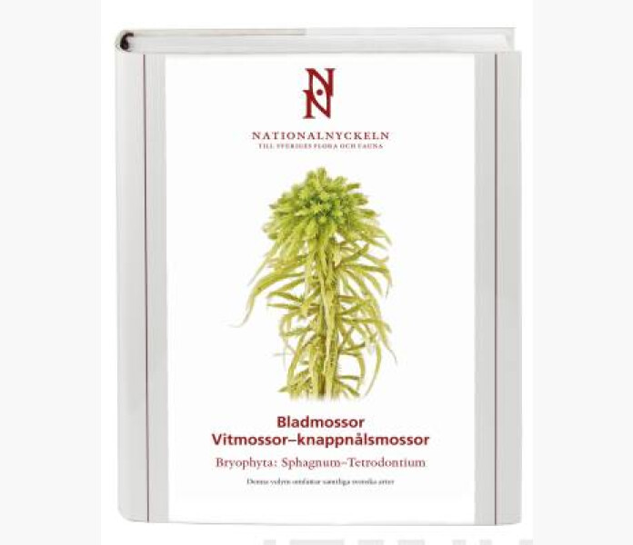 Bladmossor Vitmossor knappnalsmossor Bryophyta kuva