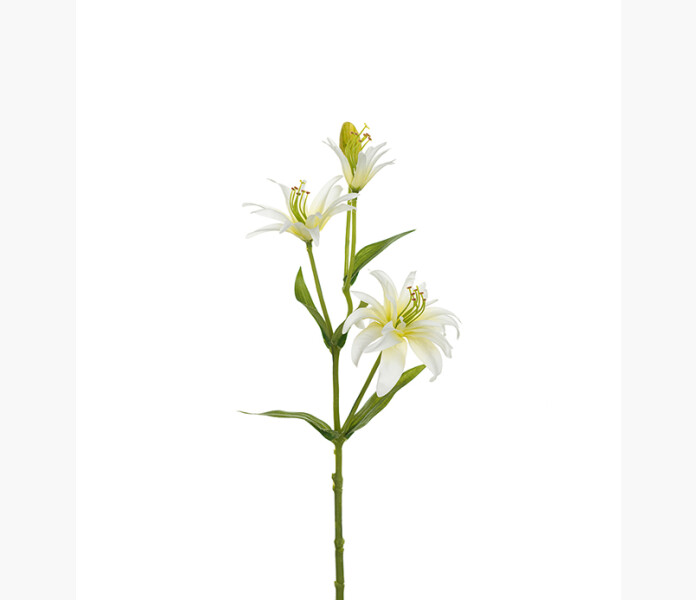 Pasklilja 40cm image