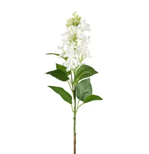 Syrén vit, 60cm image