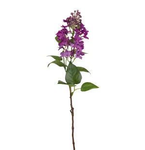 Syrén lila, 60cm image