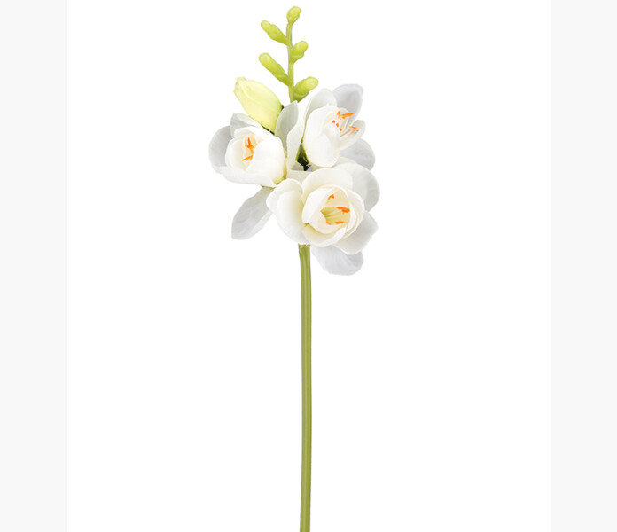 Freesia vit 30cm image