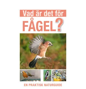 Vad är det för fågel kuva