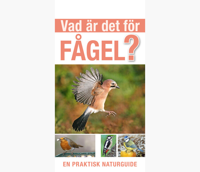 Vad ar det for fagel kuva