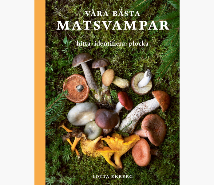 Vara basta matsvampar. hitta identifiera plocka. Lotta Ekberg 2023 kuva