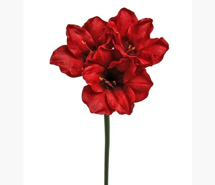 Amaryllis 65cm rod kuva