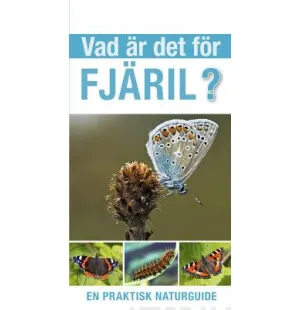 Vad är det för fjäril? image