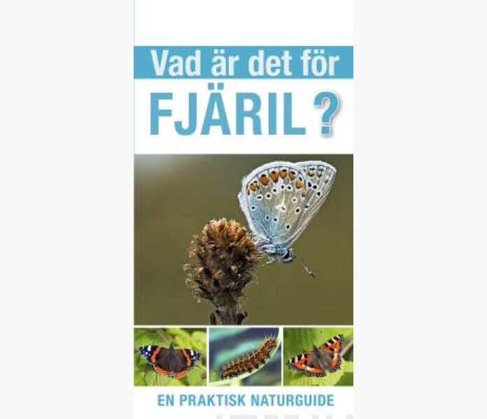 vad ar det gor fjaril image