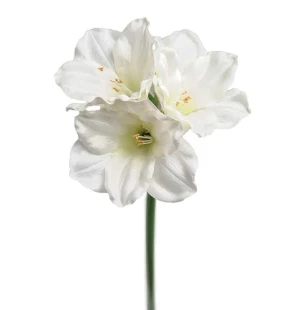 AMARYLLIS VIT 65cm KONSTVÄXT kuva