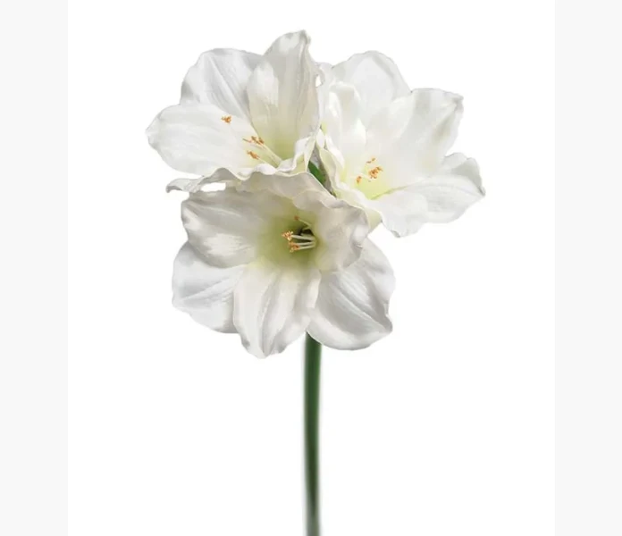 Amaryllis 65 cm kuva