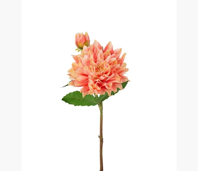 Dahlia Aprikos 70 cm real touch kuva