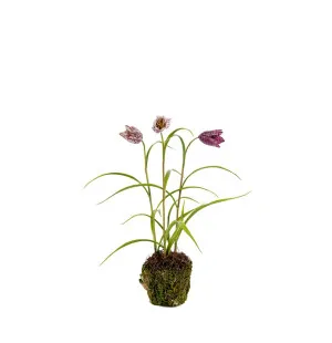 Frittilaria röd, 30cm image
