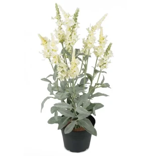 Veronica vit, 46cm image