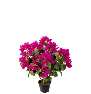 Bougainvillea Cerise, 40cm image