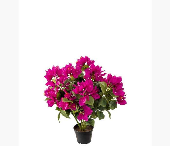 Bougainvillea Cerise 40cm image