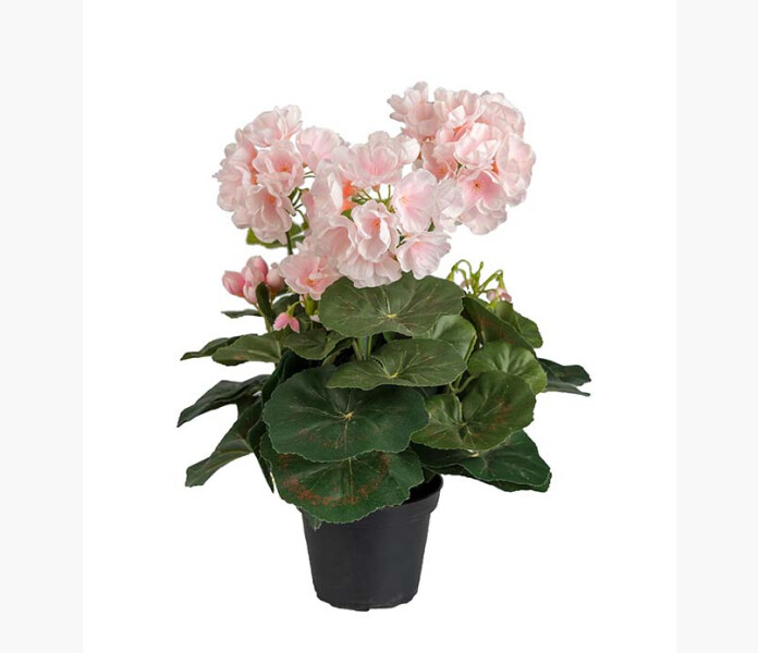 Pelargon rosa 35cm image