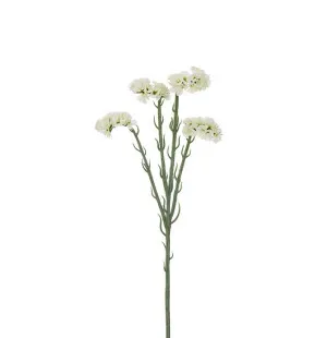 Statice vit, 60cm image