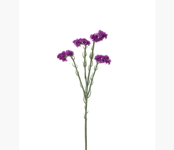 Statice lila 60cm image