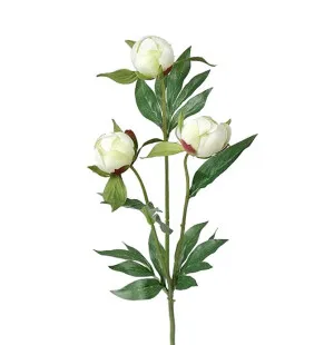 Pion vit, 45cm image