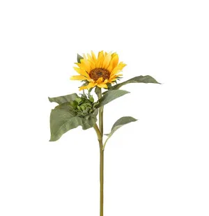 Solros, 70cm image