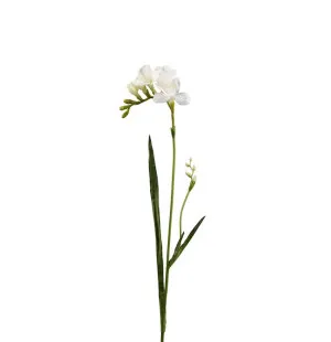 Freesia vit, 60cm image