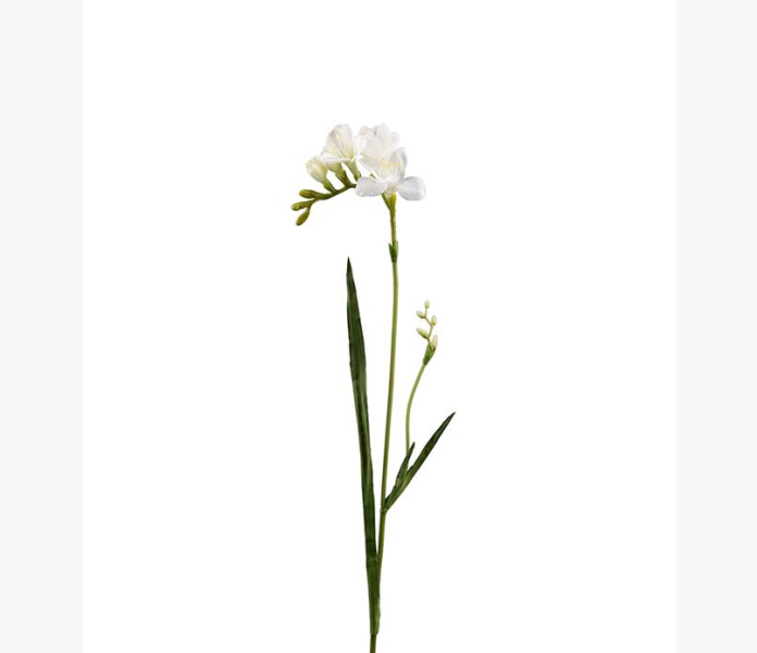 Freesia vit 60cm kuva