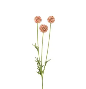 Scabiosa brun, 60cm image