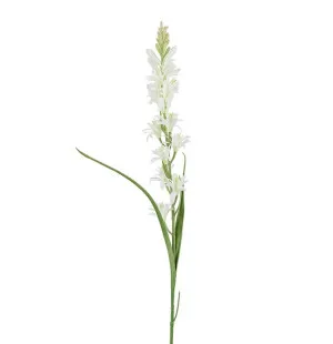 Tuberosa vit, 90cm image