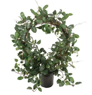 Stephanotis vit, 75cm image
