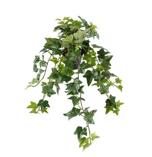 Murgröna, 60cm image