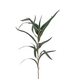 Eucalyptus grön, 60cm image