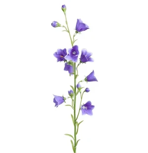 Blåklocka, 65 cm image