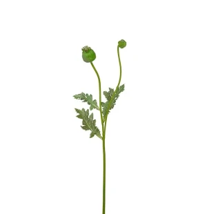 Vallmokapsel grön, 75cm image
